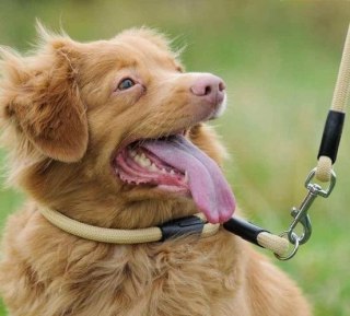 Dingo Snake Obroża Zaciskowa Z Linki Dla Psa Czerwona 55cm