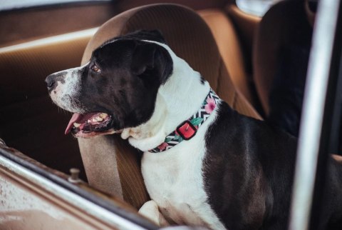 ZEE DOG Obroża Dla Psa Mahalo XS