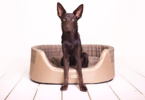 AMIPLAY Legowisko Elipsa Venus Złote M