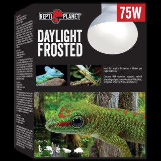 REPTI PLANET Żarówka Daylight Frosted 75W