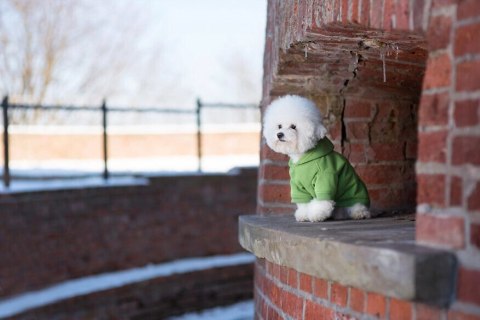 AMIPLAY Bluza Z Kapturem Texas Czarna 40cm