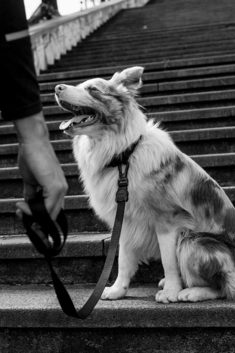 ZEE DOG Smycz Dla Psa Gotham L