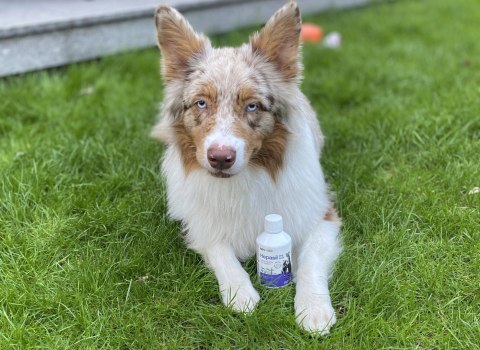 Lab-V Hepasil Dog & Cat Preparat Na Wątrobę Dla Psa I Kota 250ml