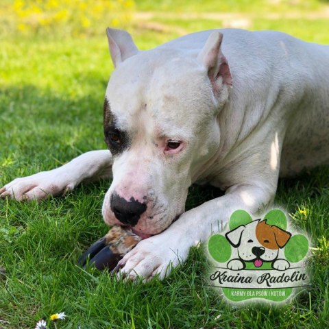 Kopyto jelenia przysmak dla psa NATURA DZICZYZNA gryzaki naturalne