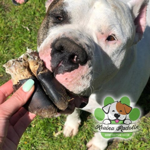 Kopyto jelenia przysmak dla psa NATURA DZICZYZNA gryzaki naturalne