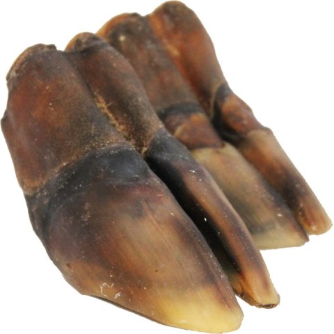 Kopyto jelenia przysmak dla psa NATURA DZICZYZNA gryzaki naturalne