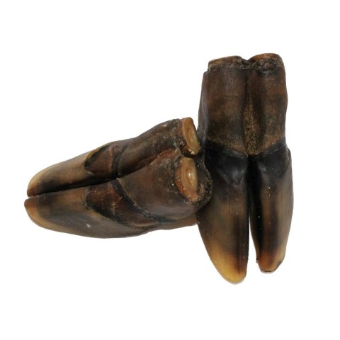 Kopyto jelenia przysmak dla psa NATURA DZICZYZNA gryzaki naturalne