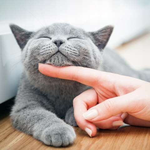 Deer Cat Sarna i przepiórka 400g