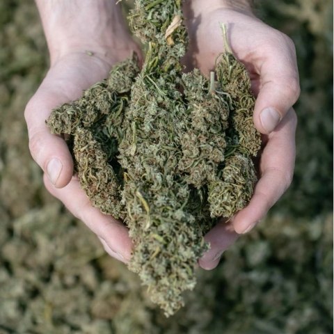 Cosma Cannabis Full Spectrum Susz Konopny CBD 4% Spanish Orange 10g