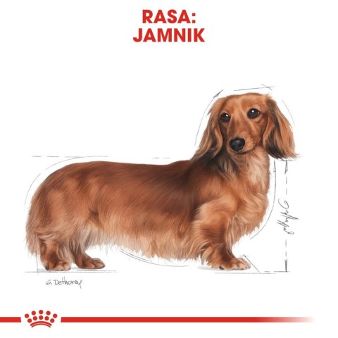 ROYAL CANIN Dachshund 500g
