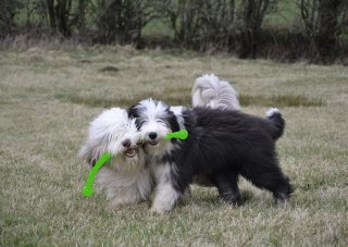 KONG Company Safestix M 50cm