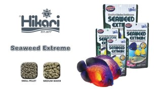 HIKARI Marine Seaweed Extreme Medium Wafer 250g