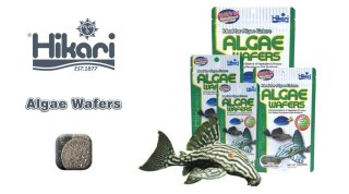 HIKARI Tropical Algae Wafers Pokarm Wafers Dla Ryb 40g