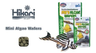 HIKARI Tropoical Mini Algae Wafers 22g