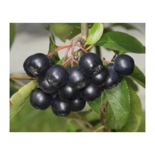 Aronia prunifolia 'Nero'