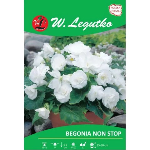 Begonia bulwiasta 'Non Stop' biała - 2 szt.