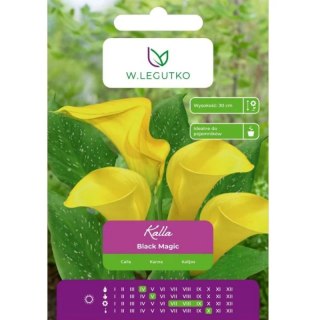 Bulwa kalli Black Magic, żółta, 1 szt.