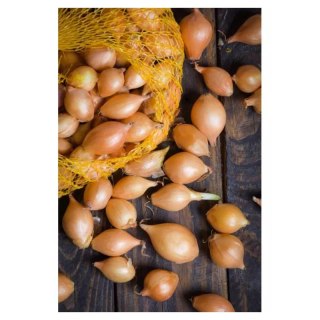 Cebula dymka Sturon - 500g