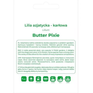 Cebula lilii Butter Pixie żółta 1 szt.