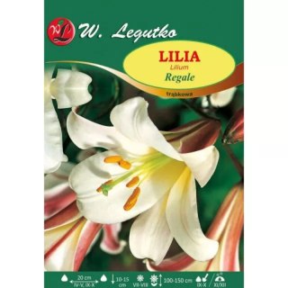 Cebula lilii Regale, biała, 1 szt.