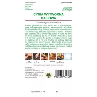 Cynia wytworna daliowa 'Illumination' - kwiaty różow