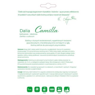 Dalia Camilla kremowa 1szt.
