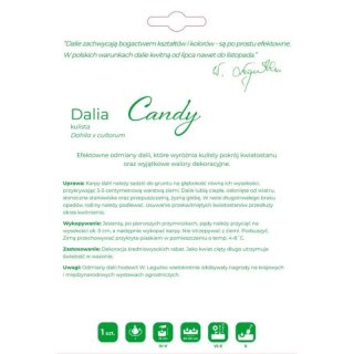 Dalia Candy łososiowa 1szt.