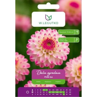 Dalia Pink Isa różowo-biała 1szt.