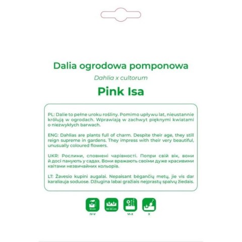 Dalia Pink Isa różowo-biała 1szt.