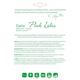 Dalia Pink Lotus różowa - cebulka, 1 szt.