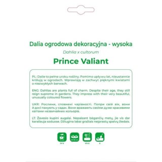 Dalia Prince Valiant czerwono-biała - cebulka, 1 szt.
