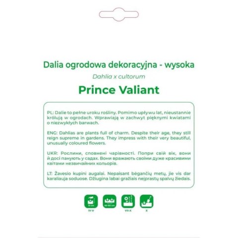 Dalia Prince Valiant czerwono-biała - cebulka, 1 szt.