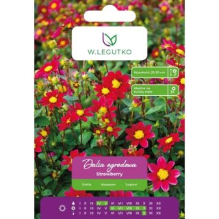 Dalia Strawberry szkarłatna 1szt.