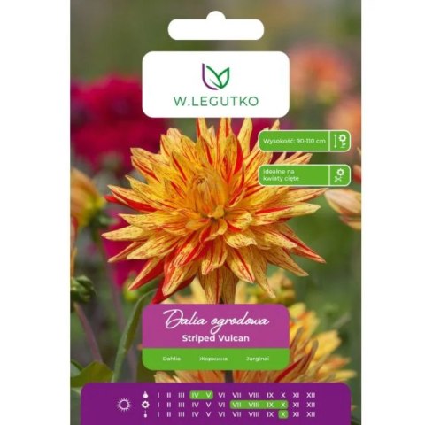 Dalia Striped Vulcan czerwono-żółta 1szt.