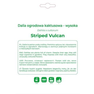 Dalia Striped Vulcan czerwono-żółta 1szt.