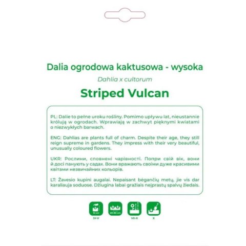 Dalia Striped Vulcan czerwono-żółta 1szt.