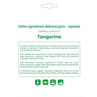 Dalia Tangerine pomarańczowa, 1 szt.