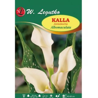 Kalla Albomaculata biała 1szt.