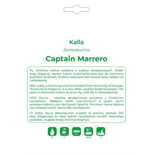 Kalla Captain Marrero jasnoróżowa 1szt.