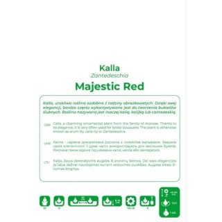 Kalla Majestic Red czerwona 1szt.