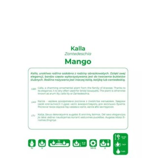 Kalla Mango pomarańczowa 1szt.