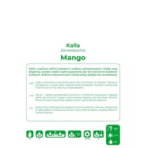 Kalla Mango pomarańczowa 1szt.