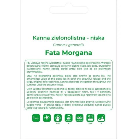 Kanna Fata Morgana ciemnoróżowa 1szt.