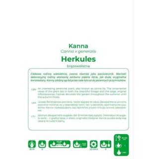 Kanna Herkules czerwona - kłącze 1 szt.