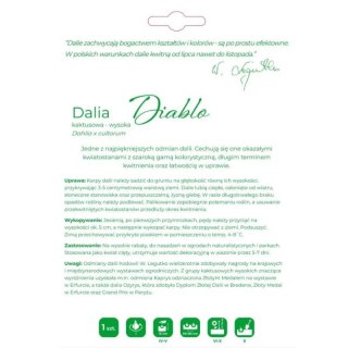 Karpa dalii Diablo, czerwona, 1 szt.