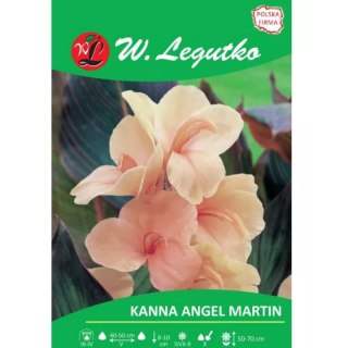 Kłącze kanny Angel Martin, kwiaty morelowe