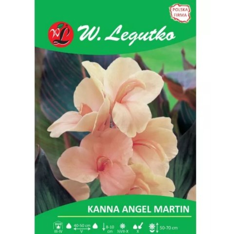 Kłącze kanny Angel Martin, kwiaty morelowe