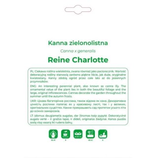 Kłącze kanny ogrodowej Reine Charlotte - żółto-czerwone