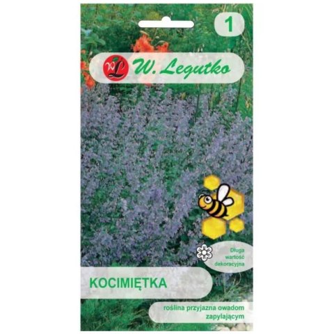 Kocimiętka - niebieskofioletowa