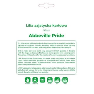 Lilia Abbeville Pride pomarańczowa 1 szt.